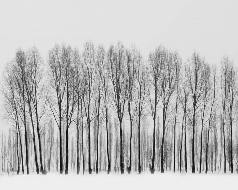 3rd Winter-woodland-Sara Dunn